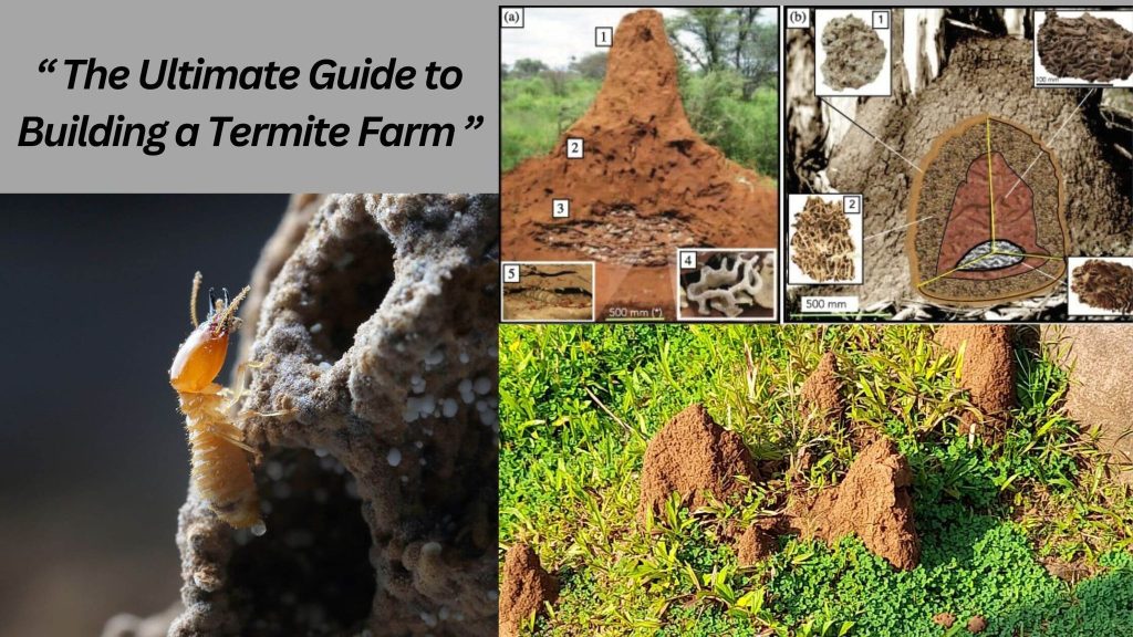 The Ultimate Guide to Building a Termite Farm