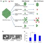 Cell Culture Disassociation Exploring the Influence of Temperature and pH