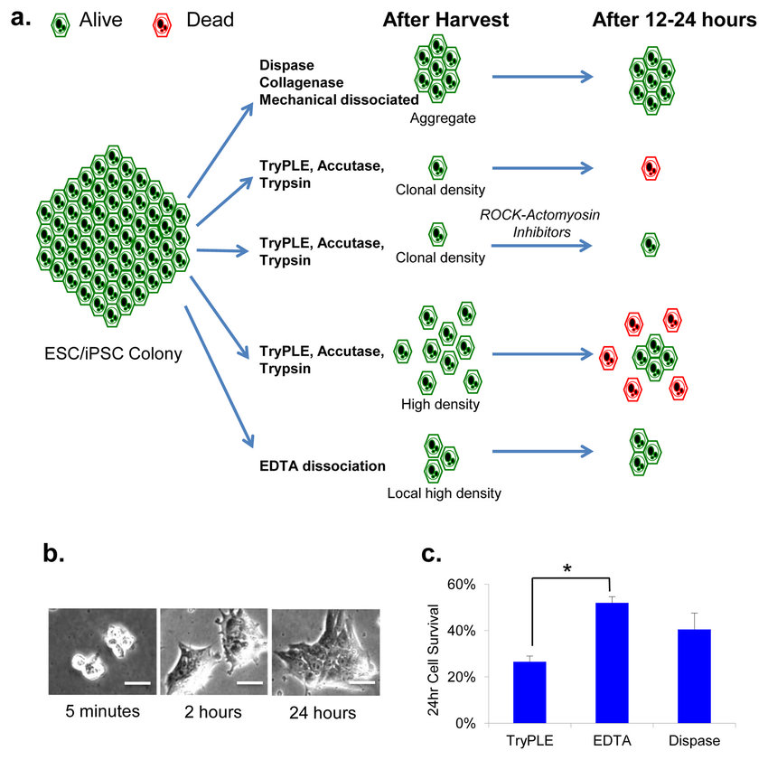 Cell Culture Disassociation Exploring the Influence of Temperature and pH
