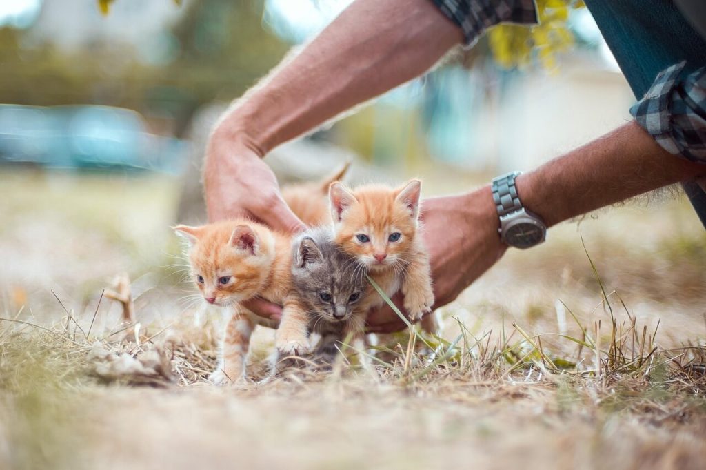 How Cost Of a Kitten Per Month