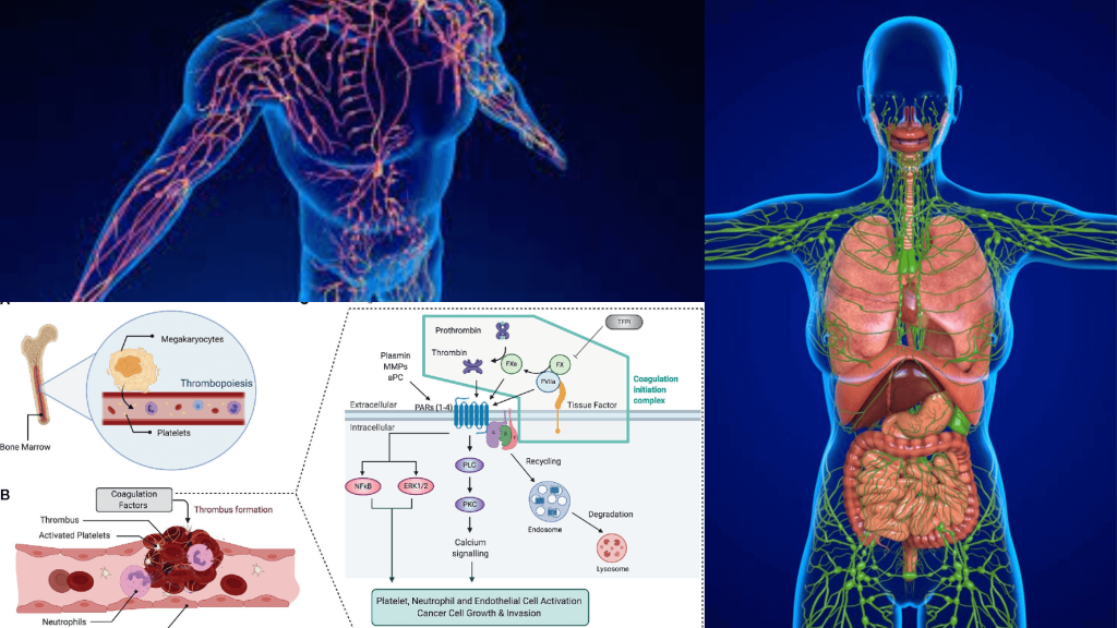 Understanding the Science Behind Lymphatic Clotting